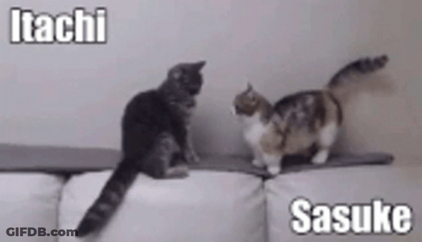 Itachi Vs Sasuke Cat Fight GIF