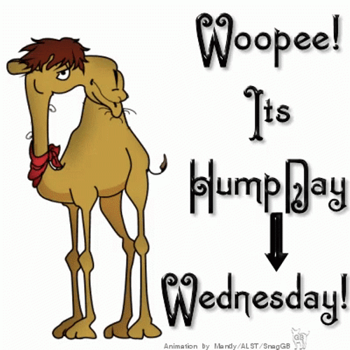 Its Camel Wacky Wednesday GIF