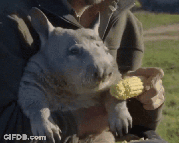 Its Corn Hungry Wombat Frantic Chomping GIF
