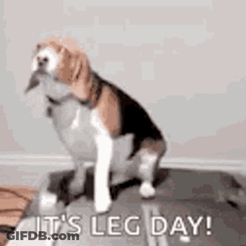 Its Leg Day Funny Lazy Dog GIF