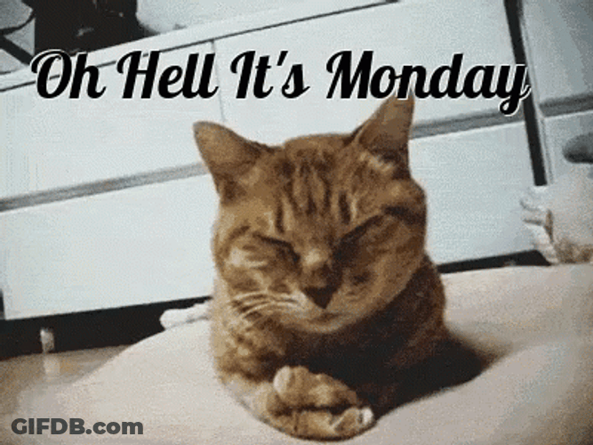 Its Monday Grumpy Kitten GIF