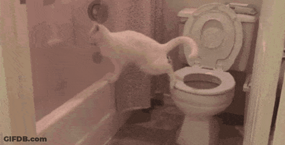Its Poop Again Cat Falling GIF