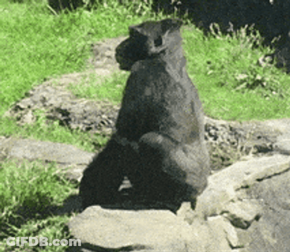 Its Poop Again Gorilla Pooping GIF