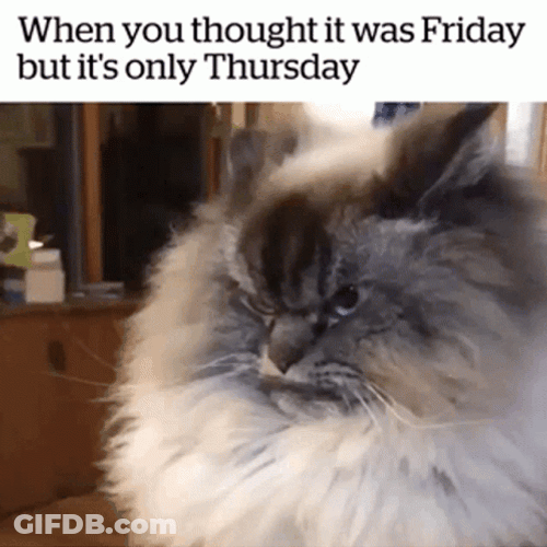 Its Thursday Grumpy Cat GIF