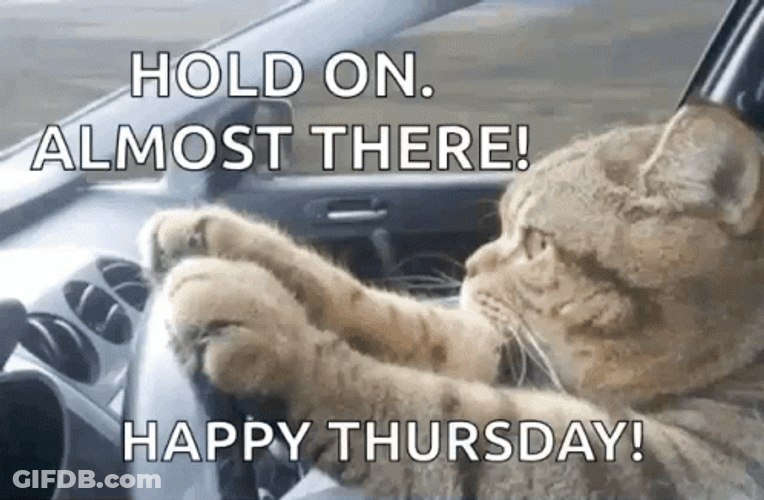 Its Thursday Speed Driving Cat GIF