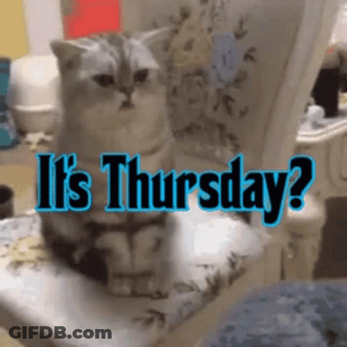 Its Thursday Wondering Cat GIF