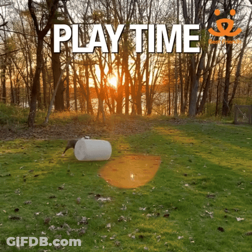 Its Time To Play The Game Hyper Dog GIF