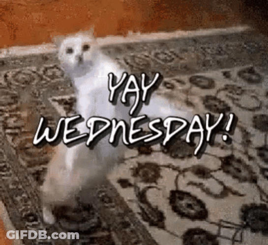 Its Wednesday Cat Dancing Memes GIF