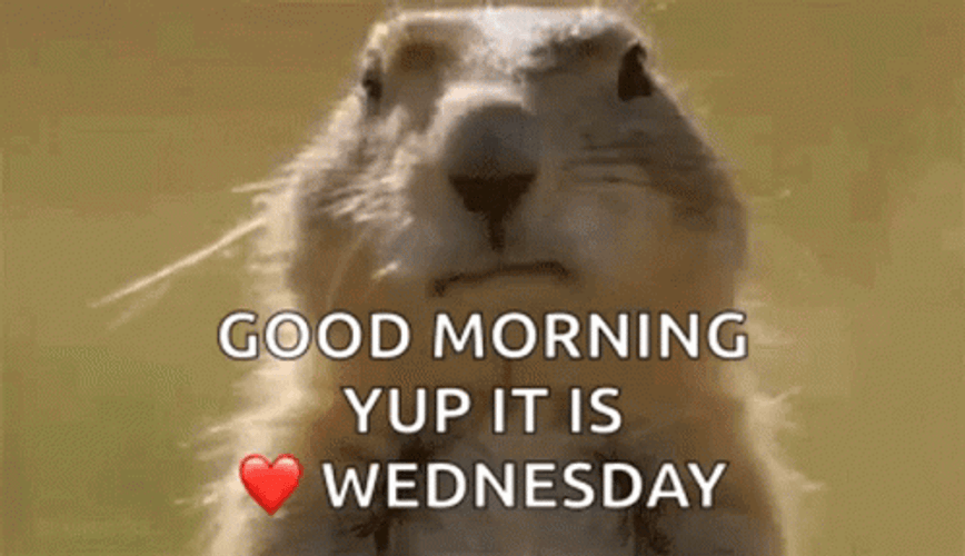 Its Wednesday Groundhogs Good Morning GIF