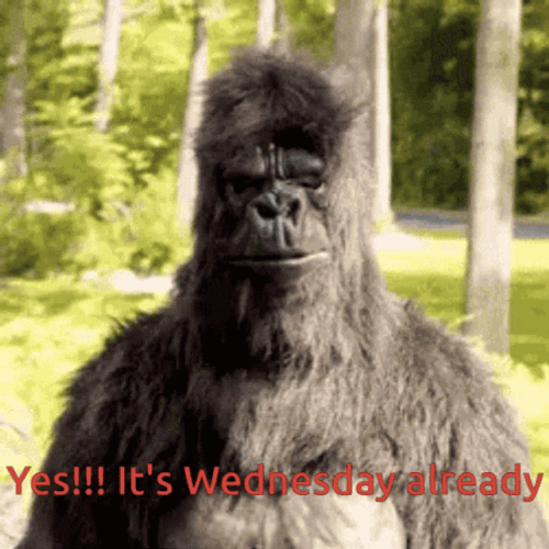 Its Wednesday Monkey Dance Thumbs Up GIF