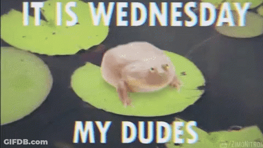 Its Wednesday My Dudes Fat Frog GIF