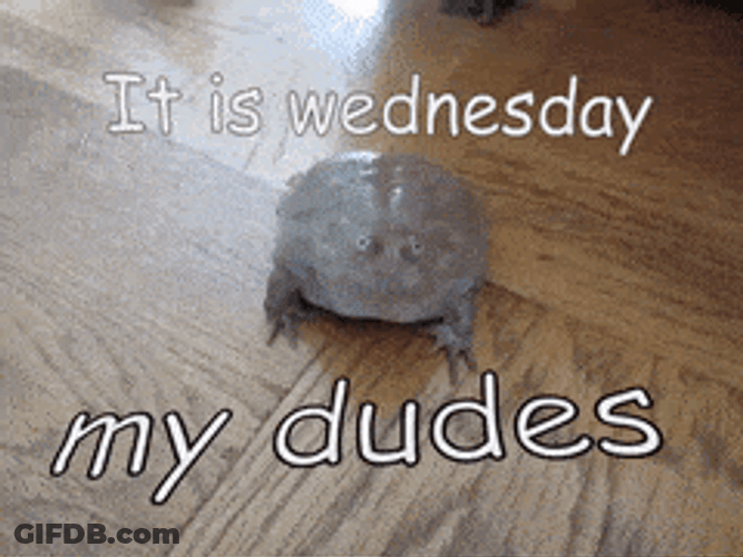 Its Wednesday My Dudes Frog GIF