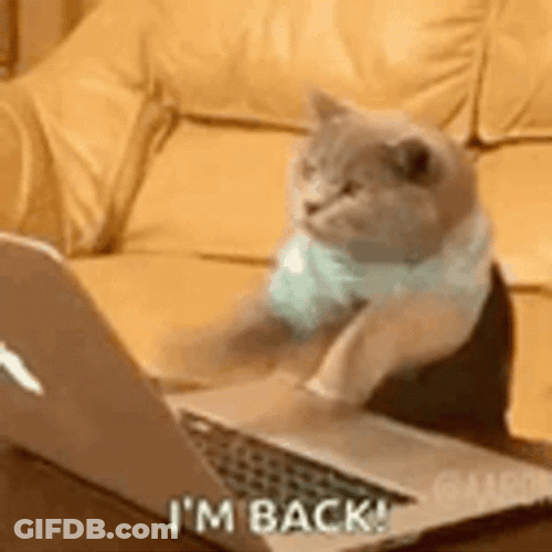 Its Working Cat Is Typing GIF