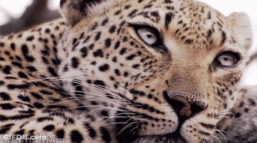 Jaguar Blinking Eyes GIF