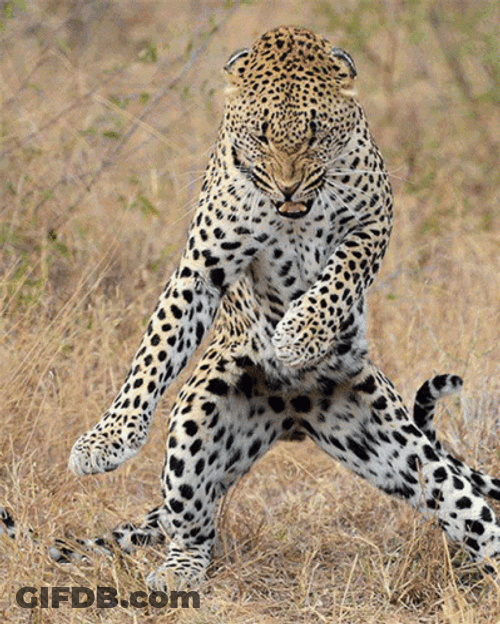 Jaguars Deal With It GIF