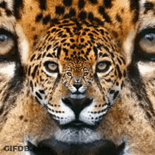 Jaguars Face Loop GIF