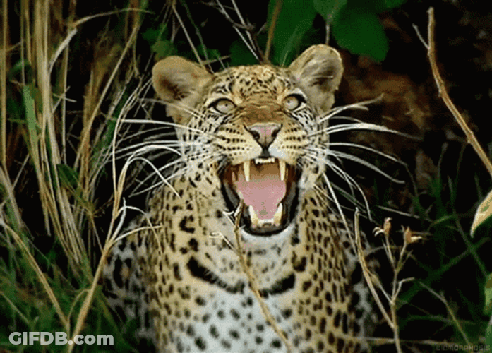 Jaguars On The Wild GIF