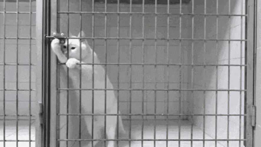 Jail Locked Up GIF