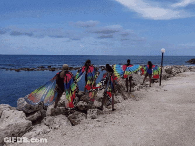Jamaica Butterfly Wings GIF