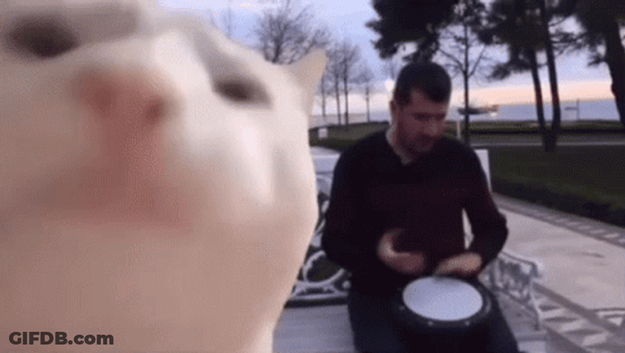Jamming Cat Meme GIF