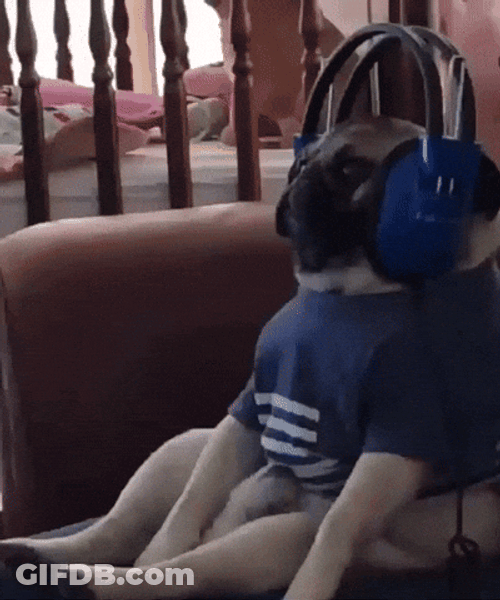Jamming To Music Happy Dog Day GIF