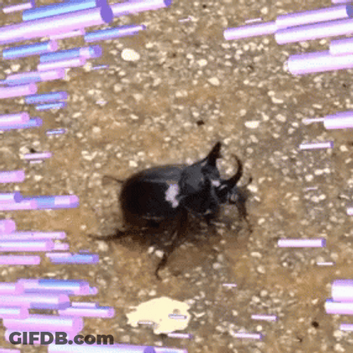 Japanese Beetle Insect GIF