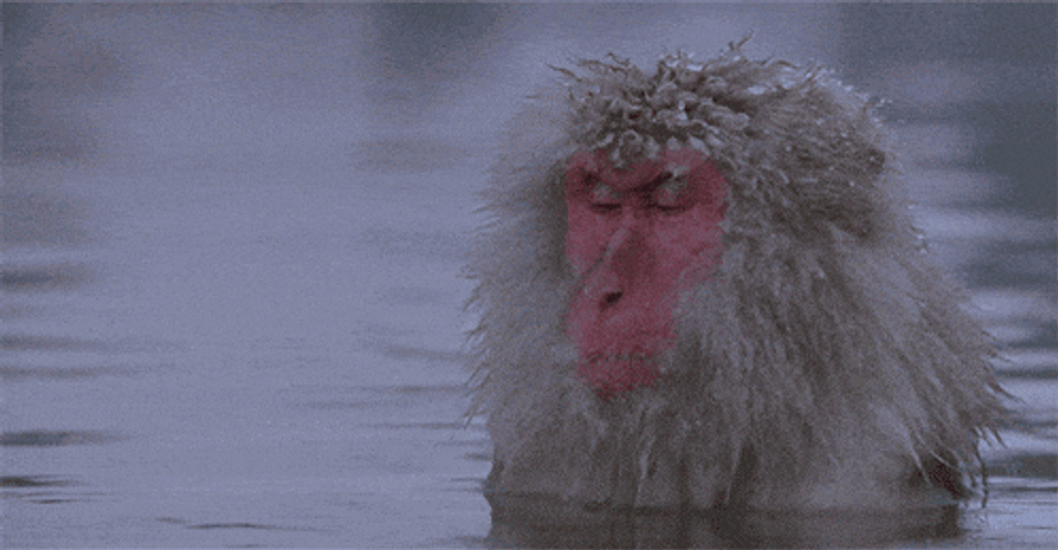 Japanese Macaque Snow Monkey GIF