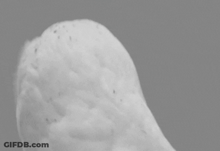 Jaw Drop Shocked White Owl Amazing Reaction GIF
