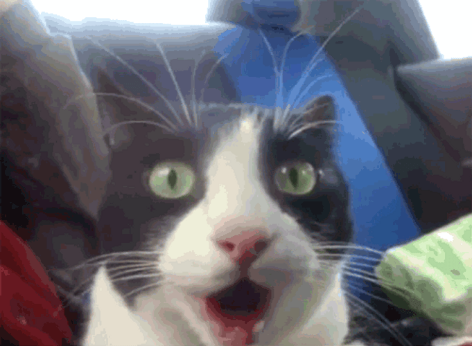 Jaw Drop Surprised Cat GIF