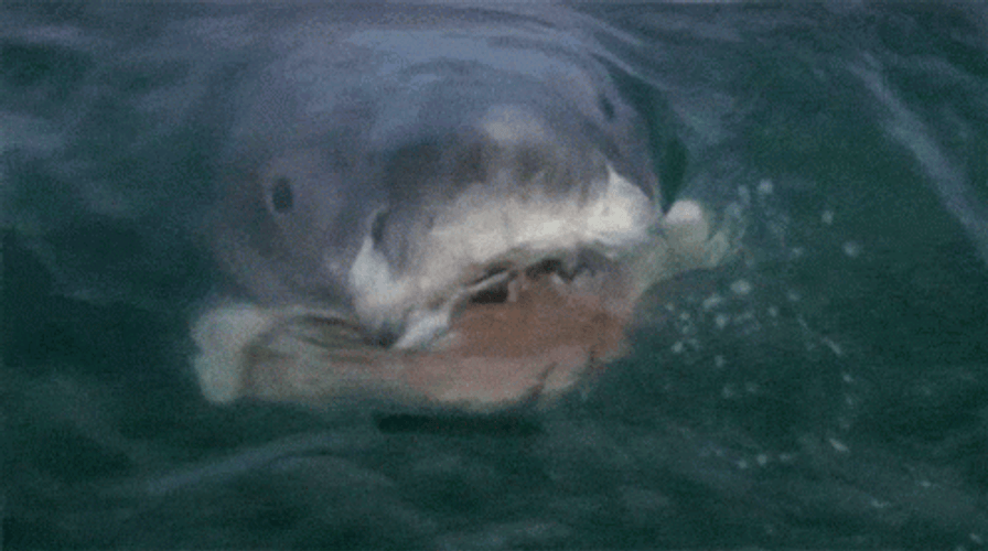 Jaws Sharks Attack GIF