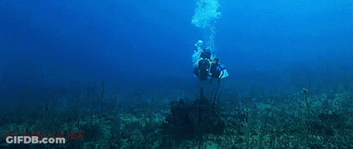 Jaws4 Jaws The Revenge GIF