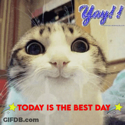 Jaymee Waymee Today Is The Best Day Cat GIF