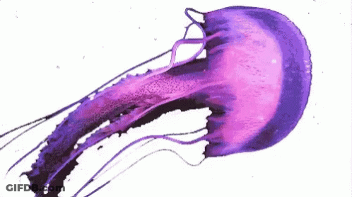 Jellyfish Aesthetic GIF
