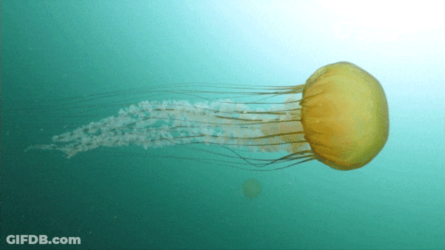 Jellyfish Sea Jelly GIF