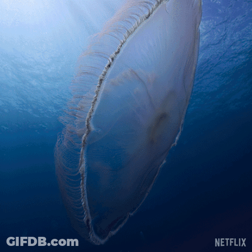 Jellyfish Swimming In Ocean With Netflix Logo GIF