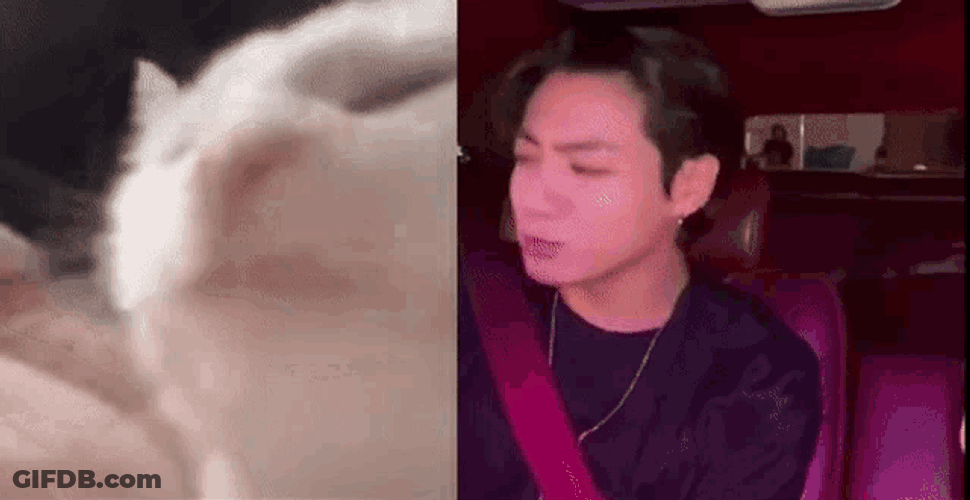 Jeondaissy Jungkook Cat GIF