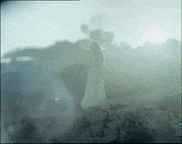 Jessica Stam Jumping Into A River GIF