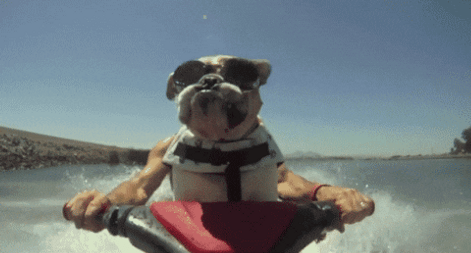 Jet Skiing Dog GIF