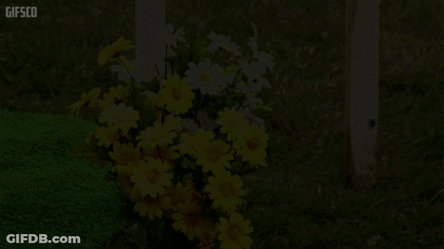 Jim Lahey Trailer Park Boys Flower Pick Introduce Self GIF