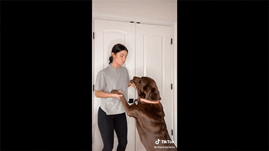 Jimmy Fallon Shimmy Tiktok Dance GIF