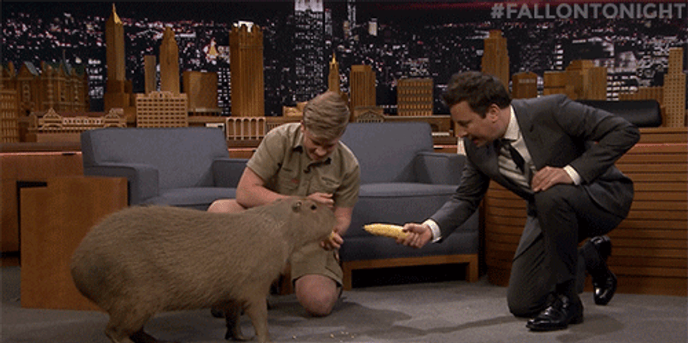 Jimmy Tries To Feed Capybara Meme GIF