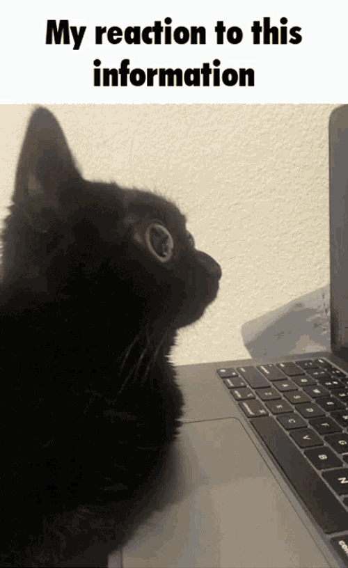 Jinx The Cat My Reaction To That Information GIF
