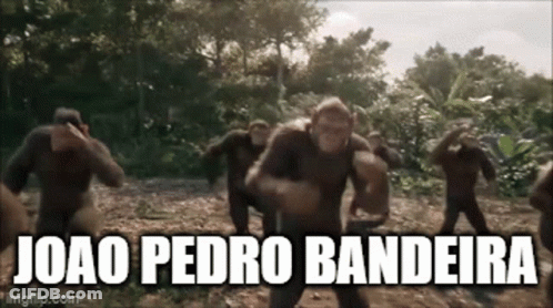 Joao Pedro Bandeira Is The Name Of The Monkeys In The Picture GIF