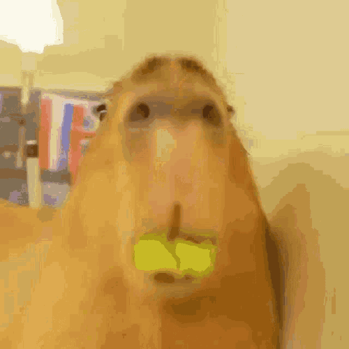 Joe Romula GIF