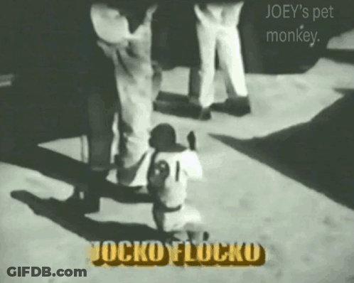 Joey Pet Monkey Jocko Flocko Black And White GIF