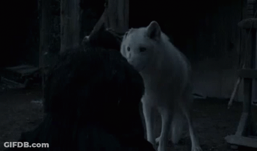 Jon Snow Petting Direwolf Ghost GIF