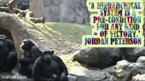 Jordan Peterson Quote In Front Of Monkeys GIF
