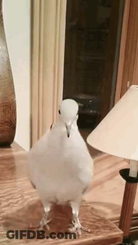 Judge Holding Gavel Says Approved GIF
