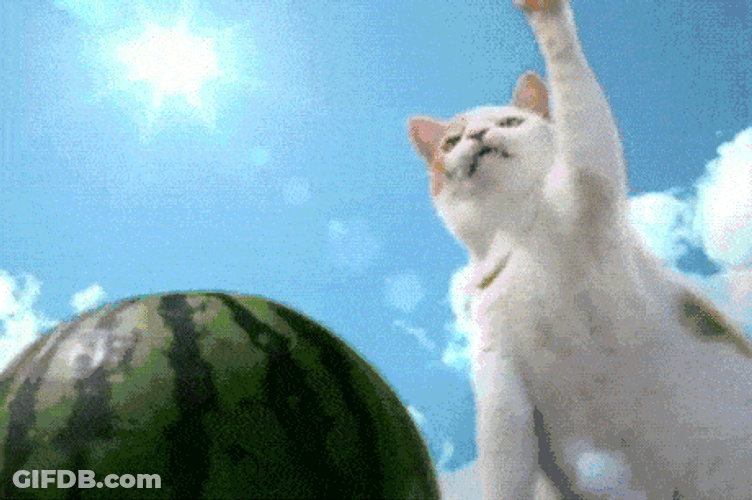 Judo Chop Cat GIF