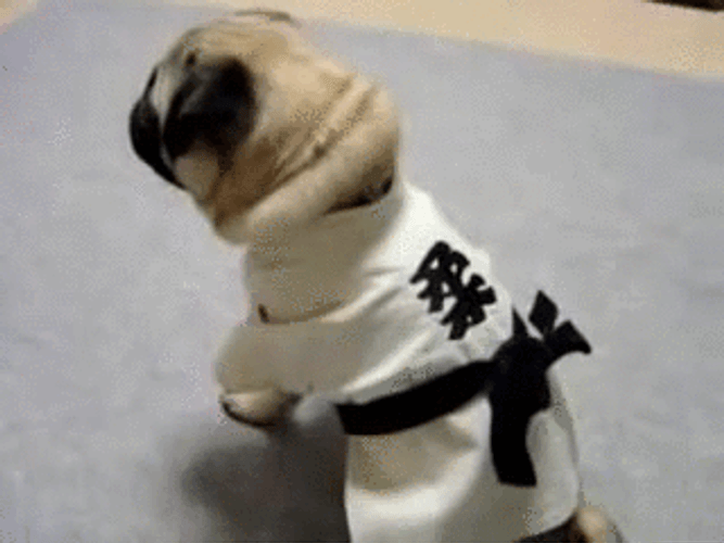 Judo Pug GIF